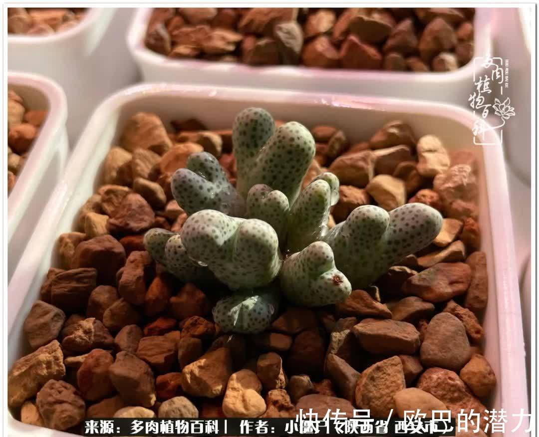 从景天到水泡和肉锥,那些年阳台种植多肉的历程!