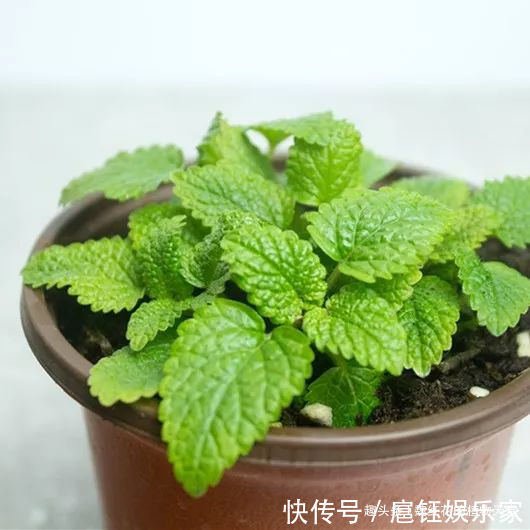 春天|人养花 花也养人 4种花不仅长得漂亮,掐下叶子就是一盘菜!