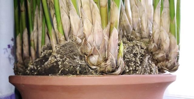 养花养根的3个“通用法则”,学会了以后,根系撑破花盆