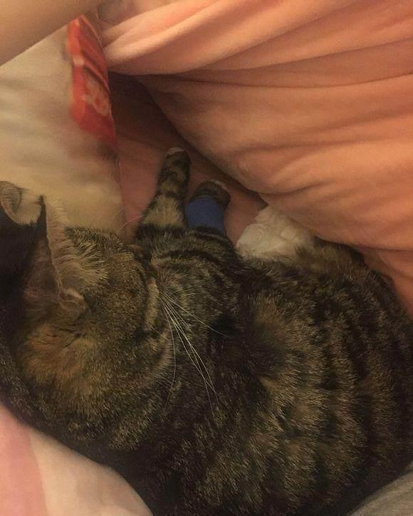 导尿管|七块五买回一只中华田园猫,谁知喂养六年后,噩梦开始了