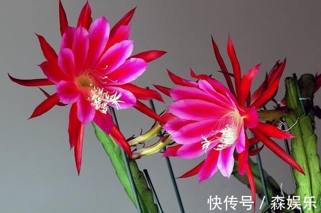 令箭荷花怎么养开花多 花期前的养护技巧你学会了吗