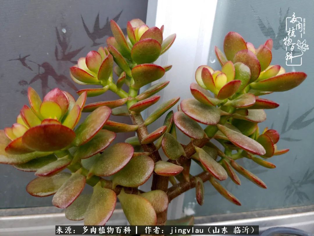 花月|多肉露养度夏，没遮阳没遮雨，有惊无险！