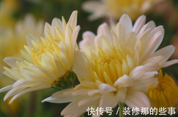 从8月17日开始 家养此款花卉 花香四溢香满屋 庭院变花海 粉紫色 从8月17日开始 家养此款花卉 花香四溢香满屋 庭院变花海 粉紫色