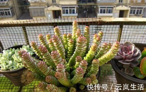 叶肥芽|养多肉植物钱串景天,注重4个地方,叶肥芽多,轻松爆盆!