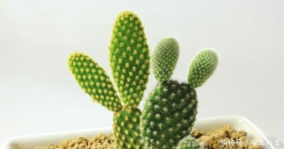 家里摆上这四盆花,吸甲醛,抗辐射,几块钱就买一盆!