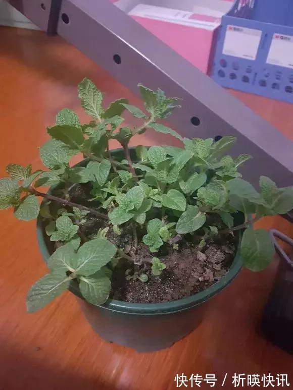 养花别舍不得,就得“割韭菜”,割1茬10天冒新芽,长势旺!