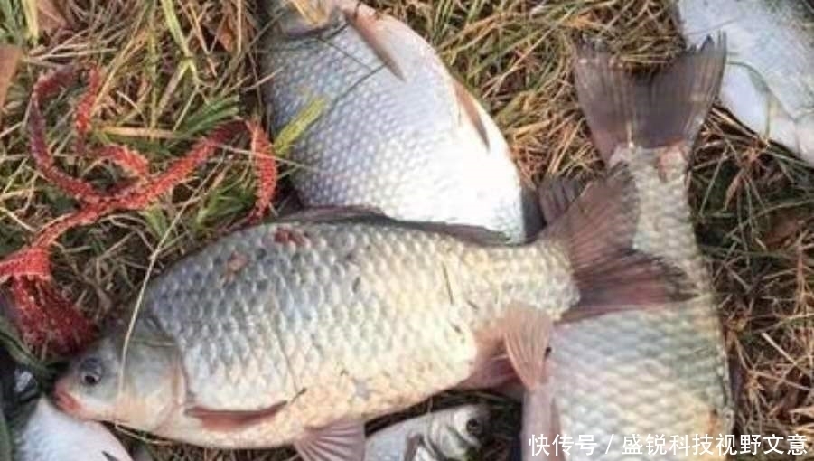 下雨时,一旦换用这鲫鱼钓法,中鱼率瞬间提高,十人有九人还不知