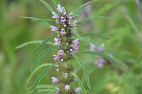 坠胀感|十个女人九个妇科病，此物泡水喝杀菌消炎，缓解痛经，保养子宫