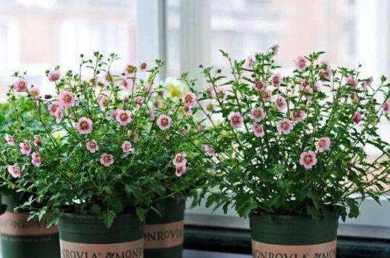 王大叔养的这盆栽,1年365天都开花,花团锦簇好看极了,好养活