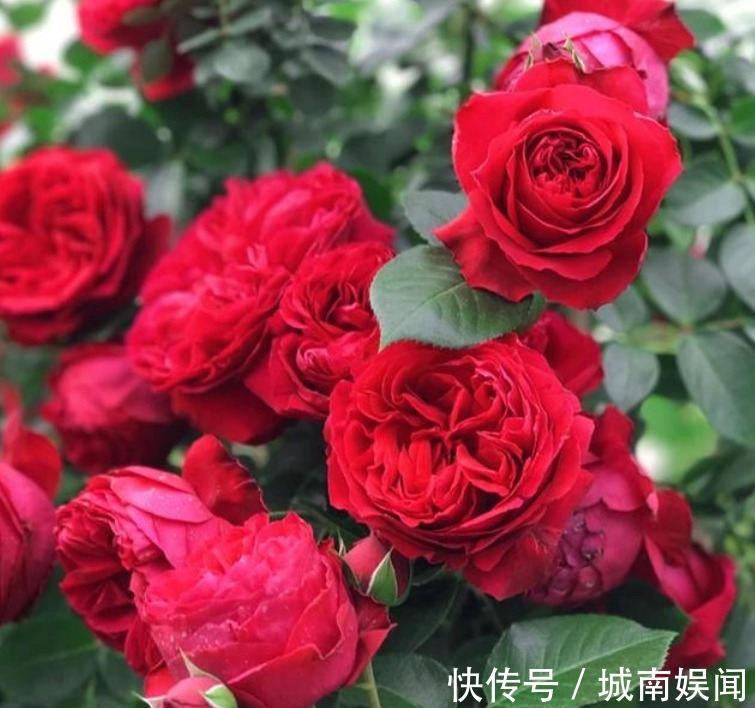 家里养上“3种花”，直接变成“百花园”，高雅艳丽，美不胜收！