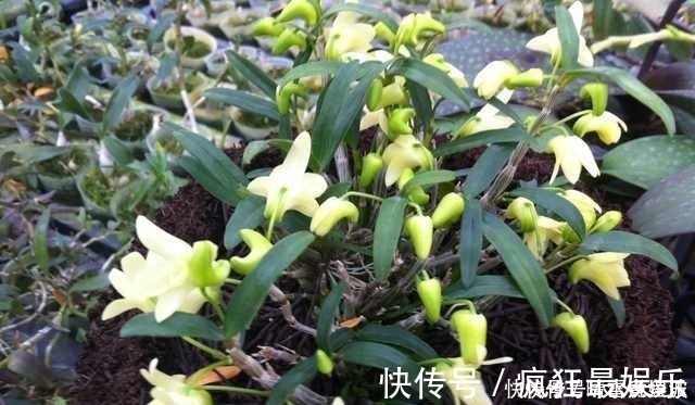 营养液|养花不开花,啥都不用学,就会用这些水浇花