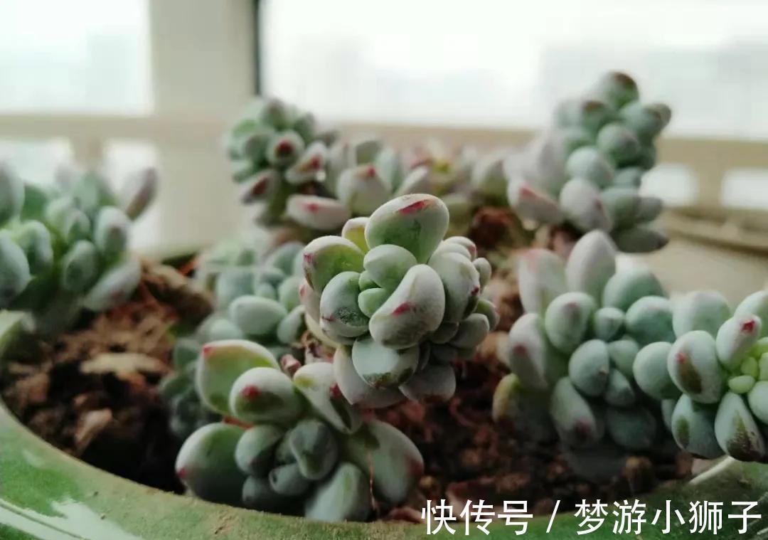 多肉冬天休眠状态不好，只要保证这两点，反而可能更美艳