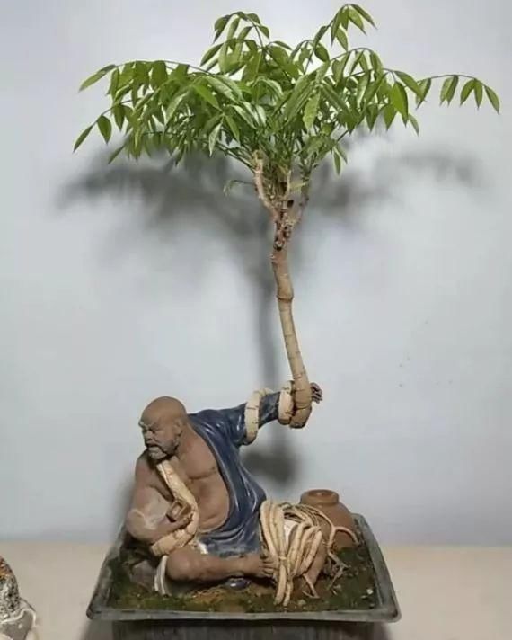 盆景玩成这样，真无语……