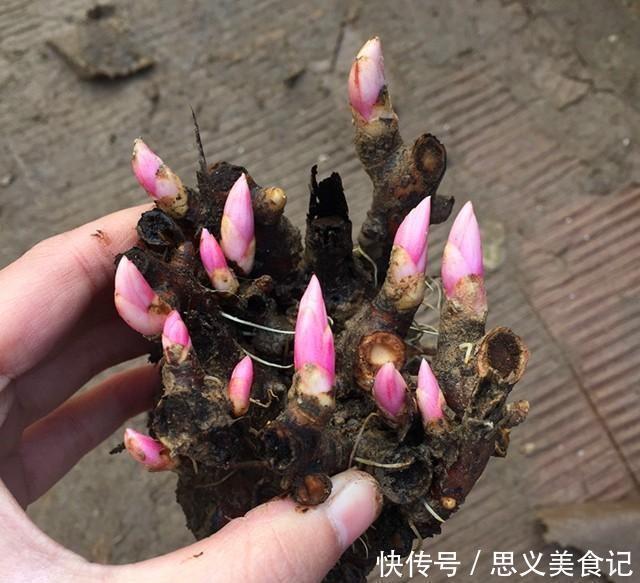 花卉|悄悄告诉你，网购花卉，见到“4种花”离远点，谁也养不活