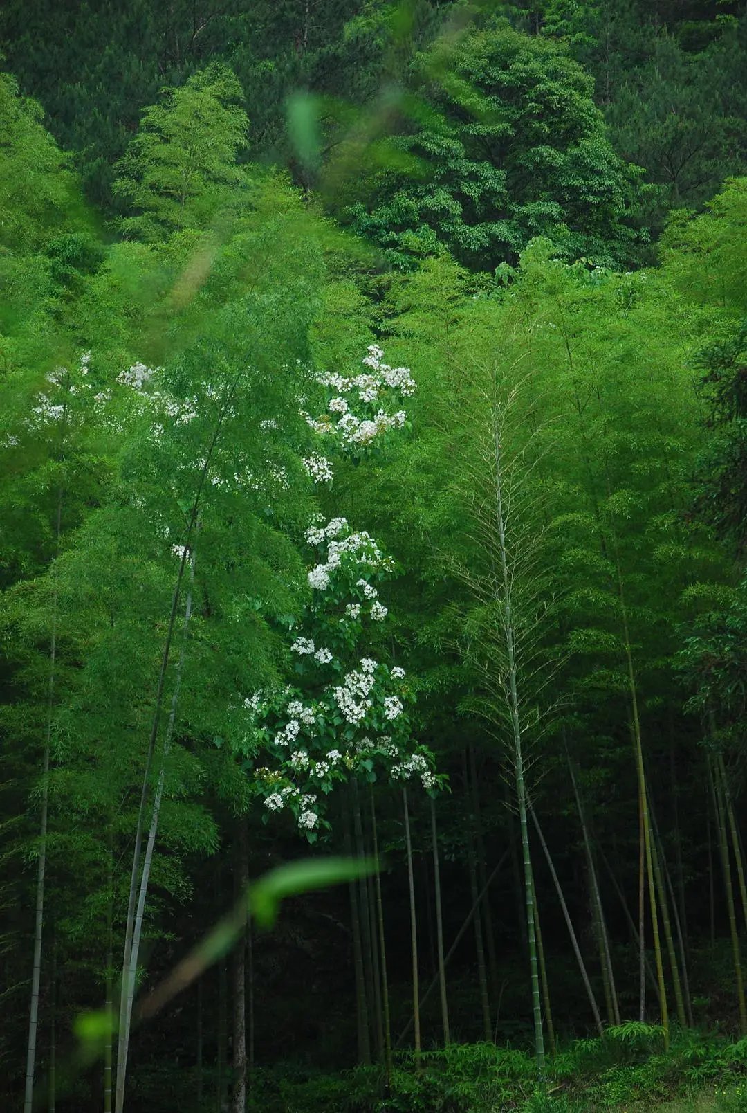 人约黄昏后#诗词丨给40首古诗加上配图,恍然大悟,惊为天人