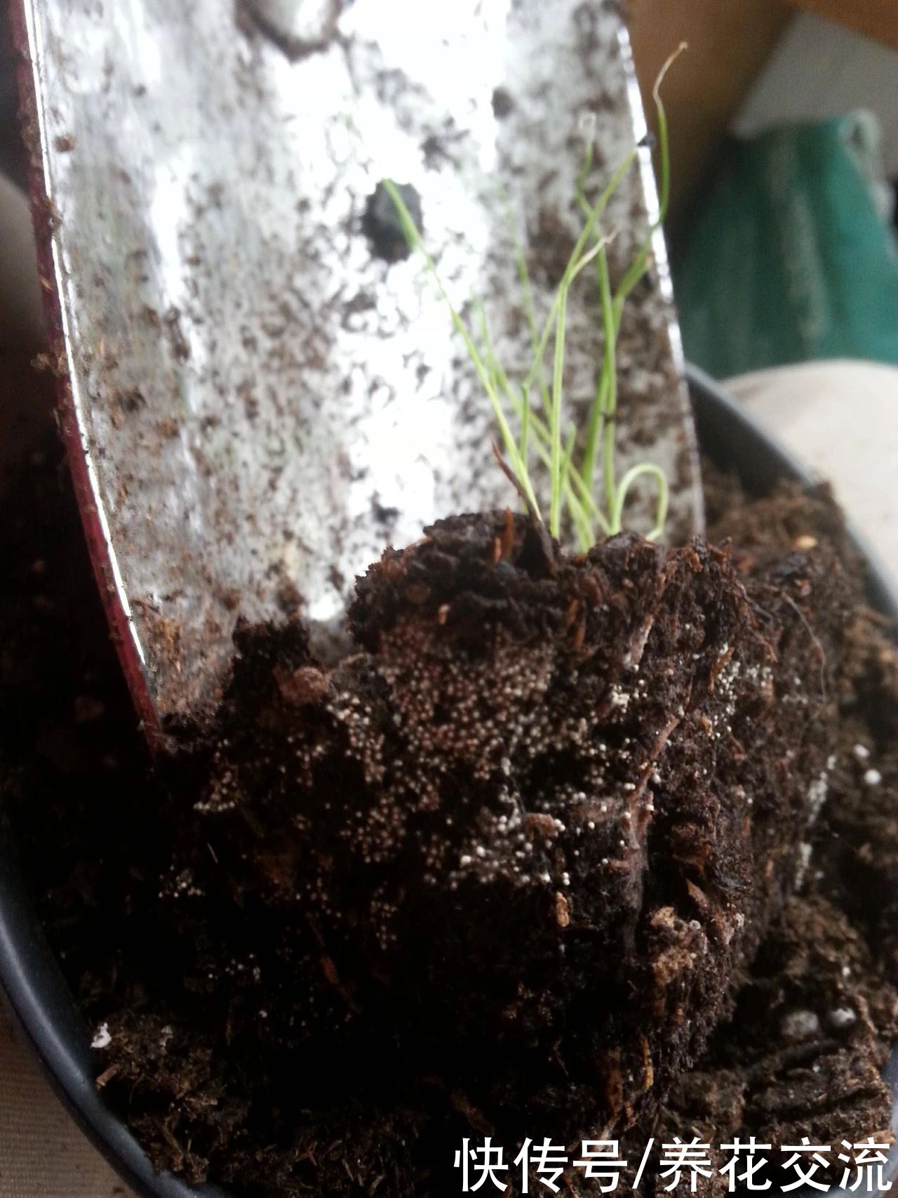 土面|家里的盆栽植物土面长满白色毛毛，这些霉菌对人和植物有害吗？