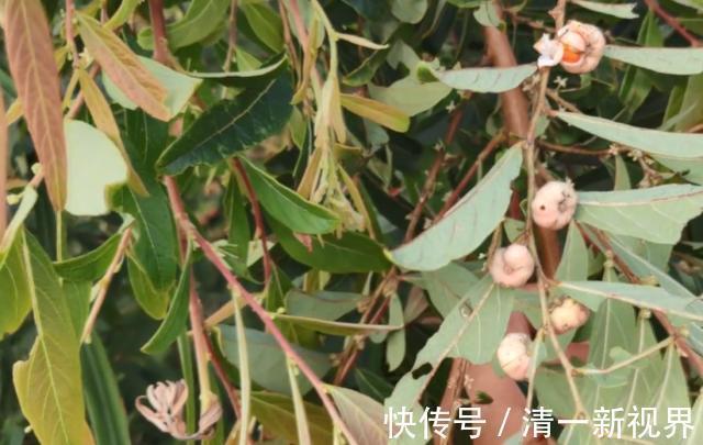 馒头果|没想到这种果子是治牙痛良药，城里药店买不到，在农村却无人摘