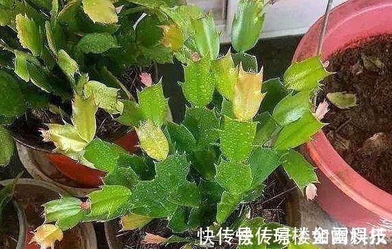 蟹爪兰|蟹爪兰发出这个“信号”,一定不要忽视,是在提醒你