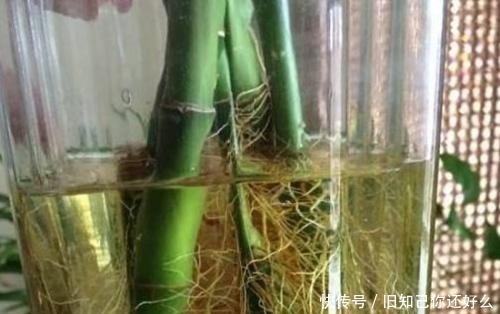 养花|家里养富贵竹,教你1招,不黄叶、生根快,还能开出花!