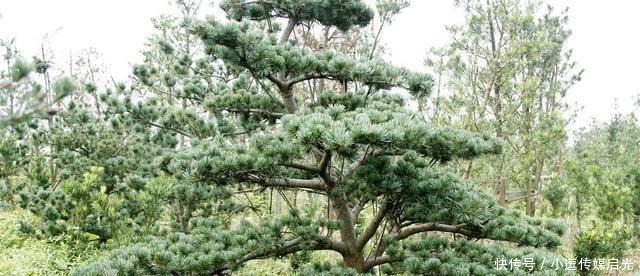 样就可以|盆景分“大小”,这6种盆景越“小”越值钱,有果子价值翻倍!
