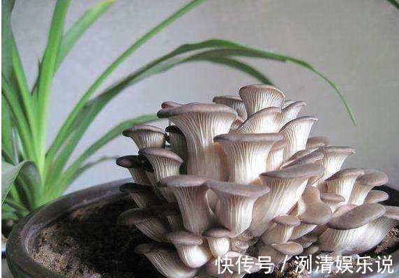 袋口|大叔阳台盆栽“蘑菇”,1盆变10盆,3天吃一茬,够全家吃!