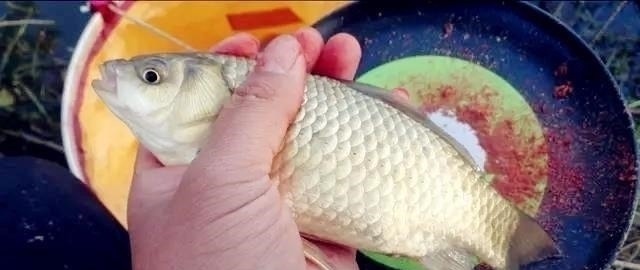 野钓最容易爆护的钓法,下钩几分钟就上鱼,没五年野钓经验玩不动