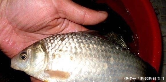 钓友|冬钓如何选择钓位?老钓友常用这3个“大招”,钓到天黑也不想走