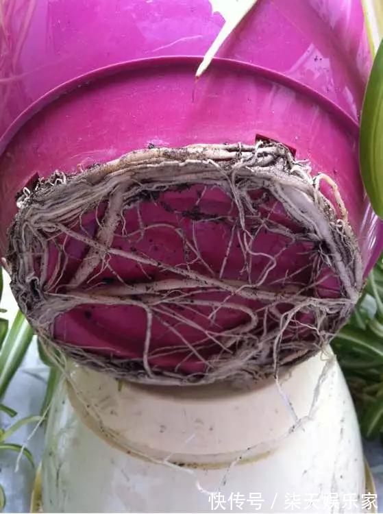 4种花爱“吃土”,1年不换盆,盆里全是根不见土,换盆才能长好