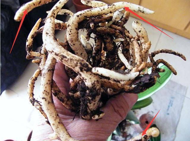 君子兰换盆时要剪根别太随意,剪错会整盆死