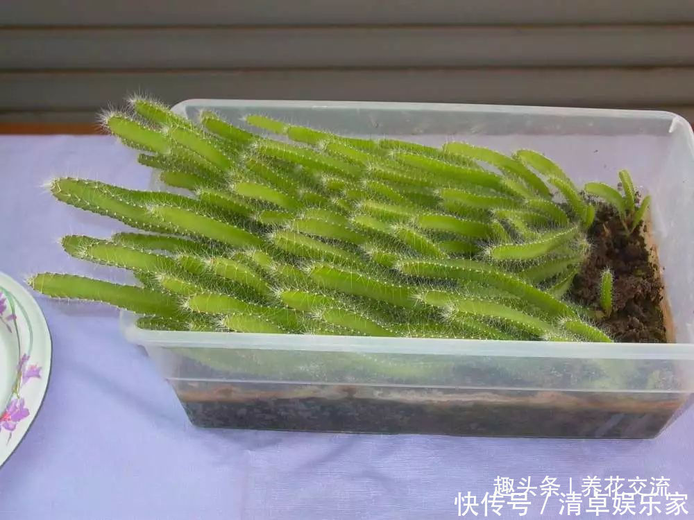 可爱|水果吃剩下的果核养成窗台上可爱的盆栽,你尝试过哪种