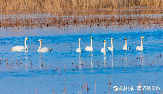 中年|成群的天鹅水中嬉戏，济南这片湖泊美醉了