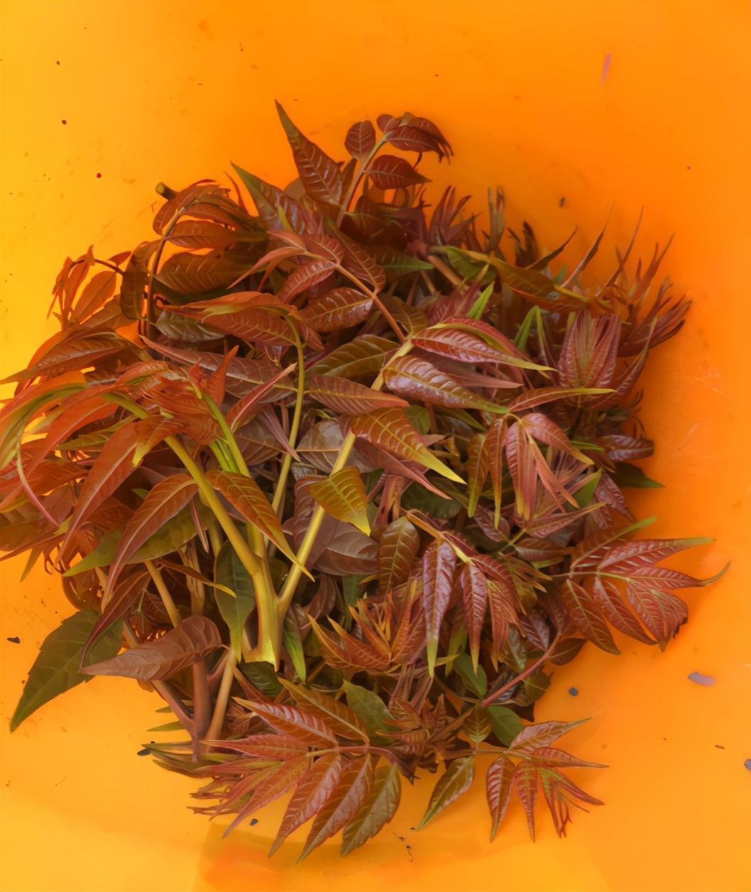 吃了半辈子香椿，却没见过这玩意，扔土里一种，半个月就长叶子