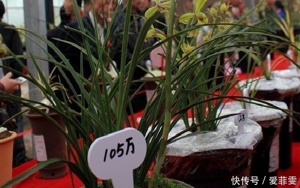 农村这种植物一株卖十几万,可遇到后万万采不得,到底为什么?