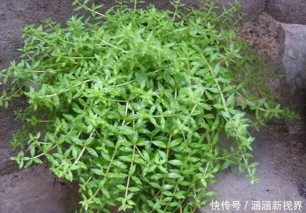 养花|养花浇水是个难题远离''4种水质'',花根不易腐烂化水