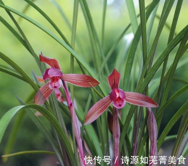 这款兰花香气醇正，花姿典雅大气，喜欢闻花香的花友值得入手！
