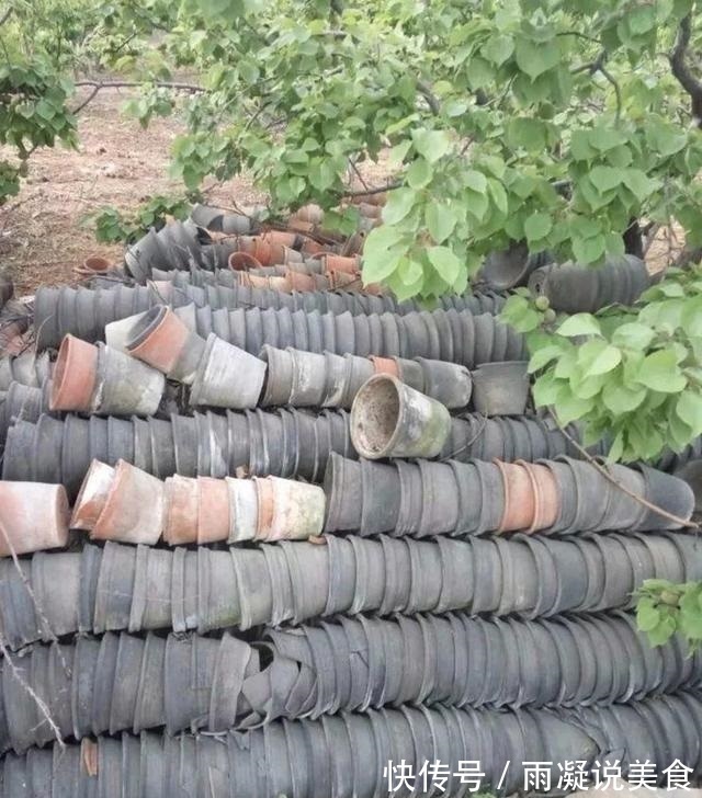 周末回趟老家，捡了这些“老物件”养花，一瞬间高档、文艺