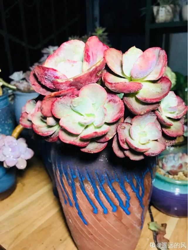 一入肉坑深似海，越养越上瘾