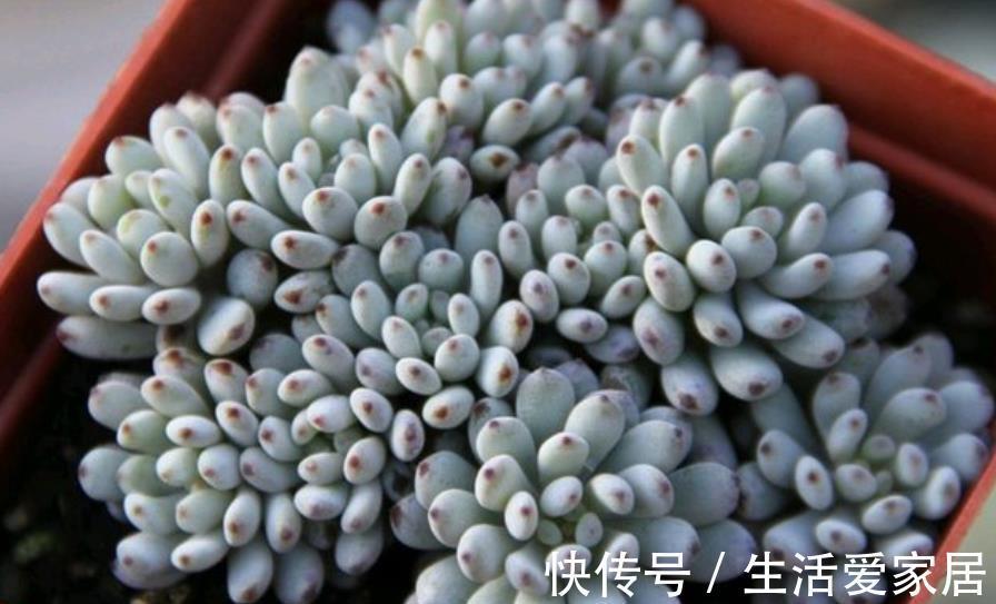 美极了|5款漂亮多肉，比绿萝好养，长势旺上色美，香味清新沁人心脾
