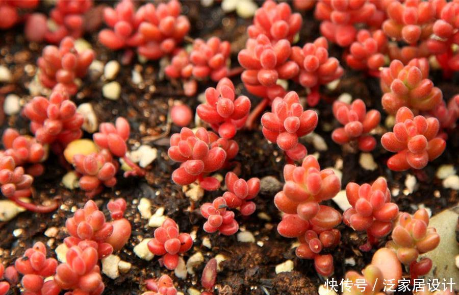 不容错过的浓颜系多肉,简介珊瑚珠、法瑞诺莎、花月夜、红霜