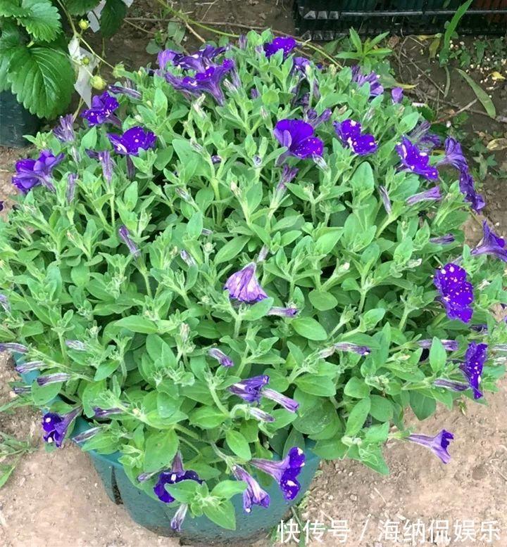 枝条|急性子养的6种花，长的快、爆花多，1盆能开大半年！