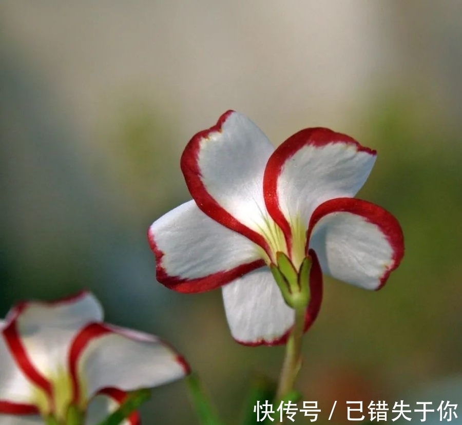 桃之辉|温度越低，颜色越深，可与桃花相较的光叶酢浆草你见过吗？