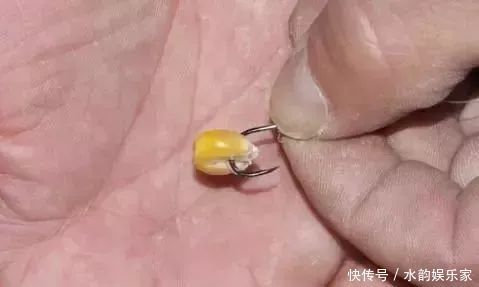 钓鱼比较费钱成本不足半瓶维它米,钓上来128斤鲫鱼