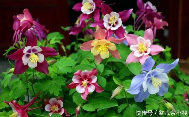 耧斗菜|家里要养4种花,开花吉祥又喜庆,养一盆,招财又纳福!