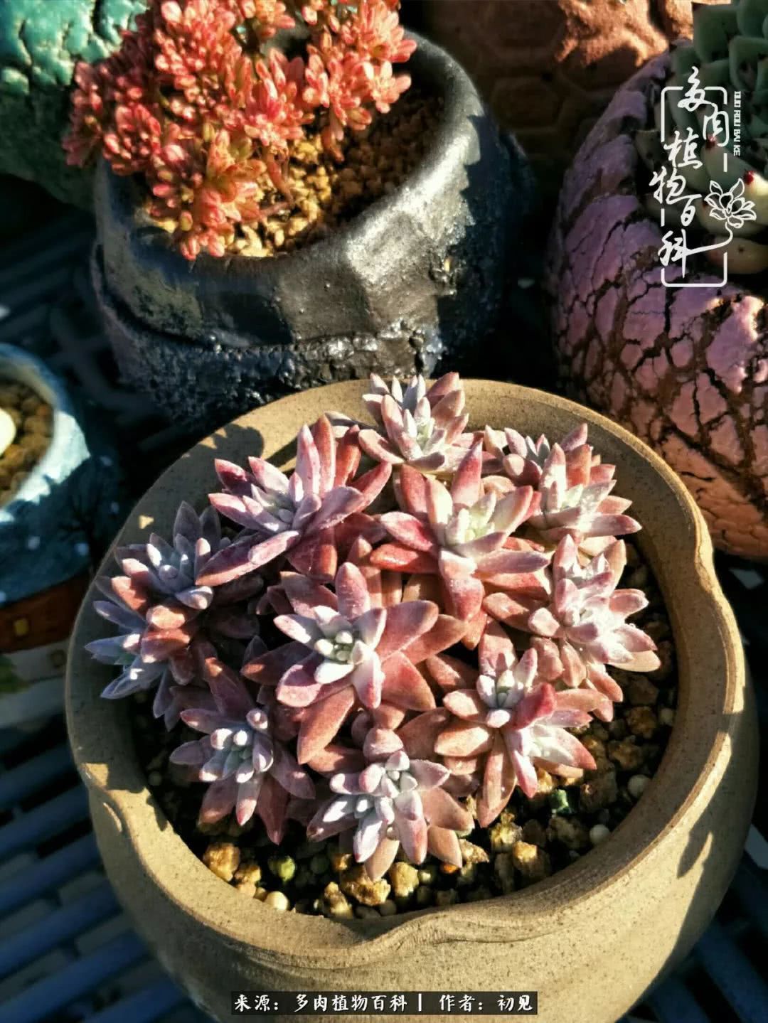 养多肉四周年,从初见到爱恋!幸福一直藏在浅薄的日子里!