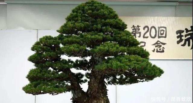 技巧|五针松盆景的6点养护技巧解析，知道了，养护五针松再也不发愁