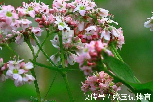 霜桑|建议中老年,若不缺钱多吃这2物,稳血脂通血管,还不贵