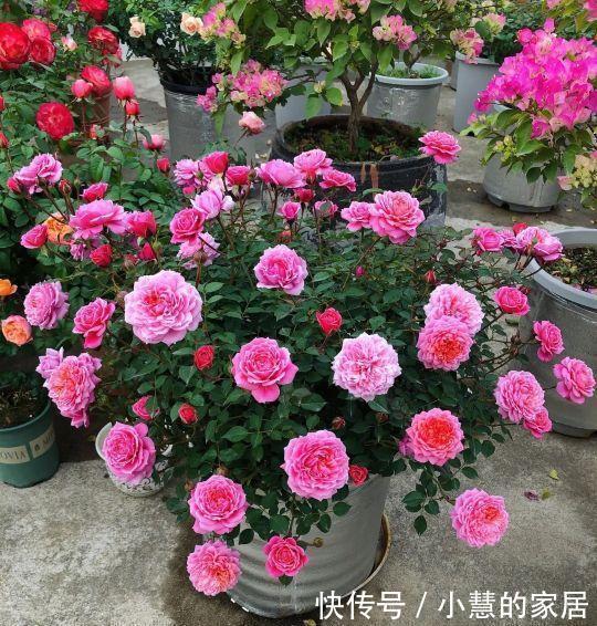 虎皮兰|这5种花不过时,深受阳台党的喜爱,首次养花可参考