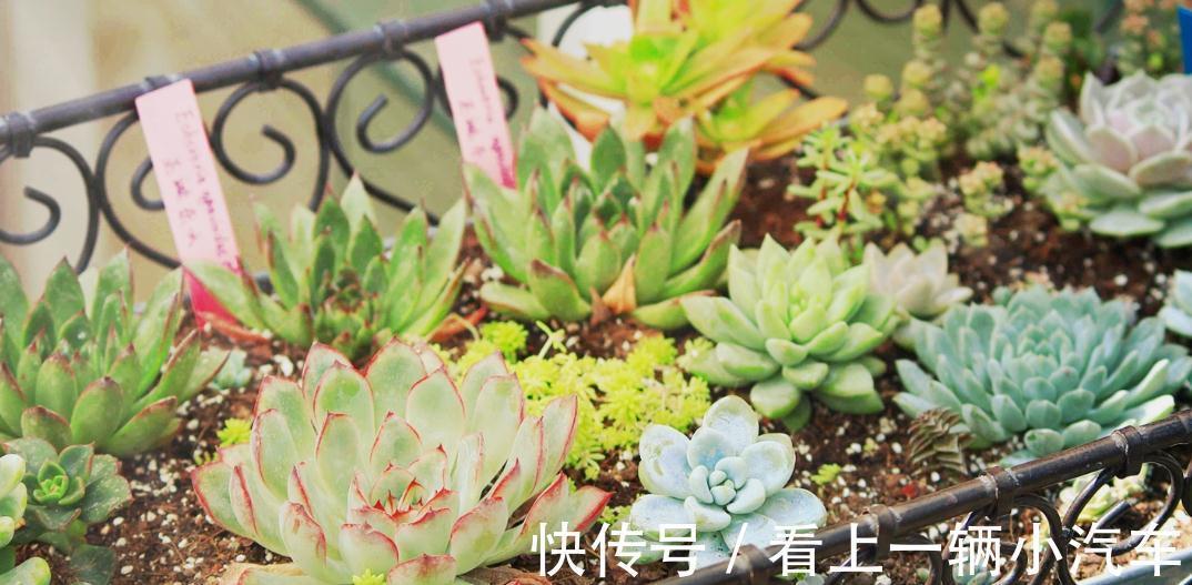 学会这9招，你也可以成为多肉种植高手