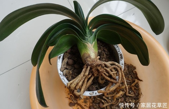 溶液|“君子兰”若总是烂根，不如用点“3种溶液”，根系长得更健康