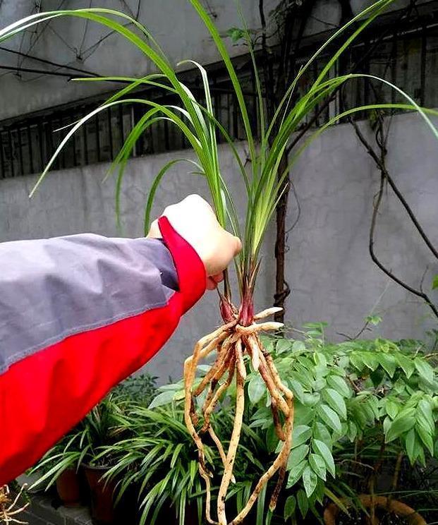 养兰花是“大坑”这3种养护秘籍学会了,还愁兰花不爆盆